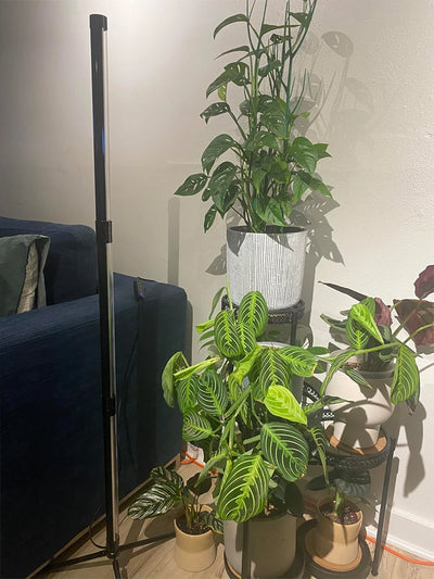 Full Spectrum LED Grow Light Floor Lamp with Timer & Adjustable Height for Indoor Plants