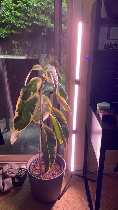Full Spectrum LED Grow Light Floor Lamp with Timer & Adjustable Height for Indoor Plants