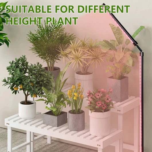 24V Full Spectrum LED Grow Light Floor Lamp with Timer & 3 Color Modes for Indoor Plants