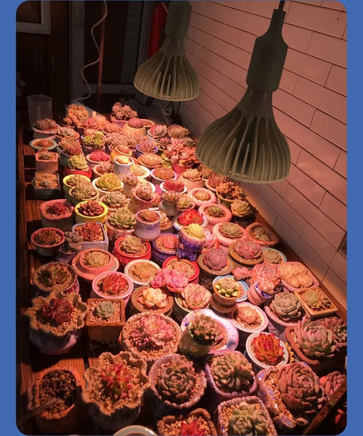 E27 Full Spectrum COB LED Grow Light Bulb for Indoor Plants & Greenhouse Cultivation
