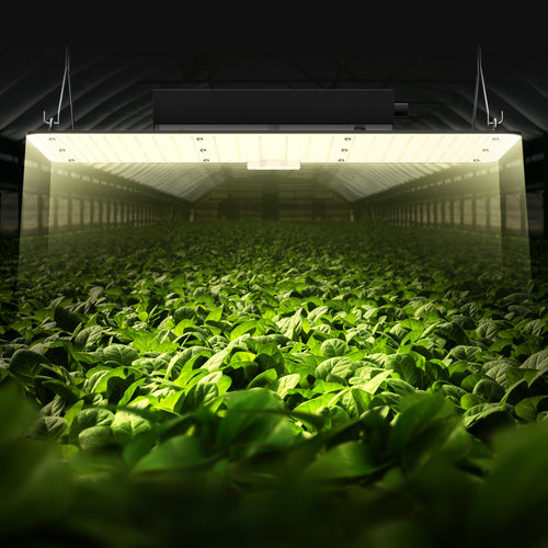 200W Full Spectrum LED Grow Light with Samsung 281B Diodes